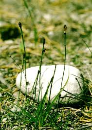 Attēlu rezultāti vaicājumam “Equisetum variegatum”