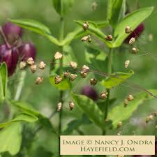 Attēlu rezultāti vaicājumam “Briza media flower”