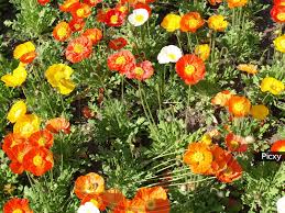 Attēlu rezultāti vaicājumam “Papaveraceae”