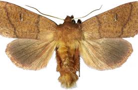 Attēlu rezultāti vaicājumam “Mythimna turca”