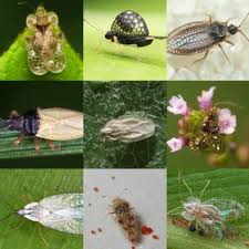 Attēlu rezultāti vaicājumam “Physatocheila smreczynskii”