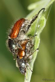 Attēlu rezultāti vaicājumam “Phyllopertha horticola imago”