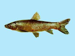 Image result for Mylopharyngodon piceus