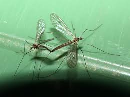 Attēlu rezultāti vaicājumam “Trichocera”