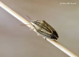 Attēlu rezultāti vaicājumam “Aelia acuminata”