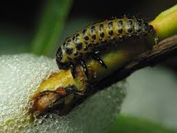 Attēlu rezultāti vaicājumam “Chrysomela vigintipunctata”