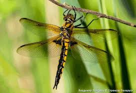 Attēlu rezultāti vaicājumam “Epitheca bimaculata”