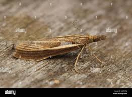 Attēlu rezultāti vaicājumam “Agriphila tristella”