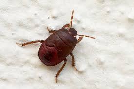 Attēlu rezultāti vaicājumam “Cydnidae”