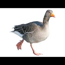 Attēlu rezultāti vaicājumam “Anser anser juvenile”