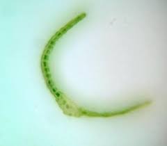 Attēlu rezultāti vaicājumam “Dicranum flagellare”