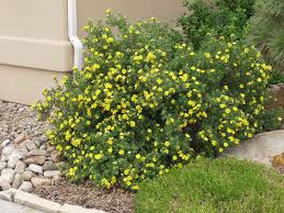 Attēlu rezultāti vaicājumam “Potentilla”