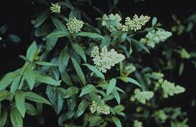 Attēlu rezultāti vaicājumam “Ligustrum vulgare”