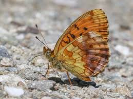 Attēlu rezultāti vaicājumam “Brenthis daphne underside”
