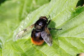 Attēlu rezultāti vaicājumam “Volucella bombylans”