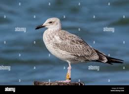 Image result for Larus cachinnans