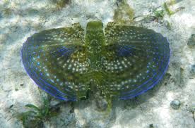 Image result for Dactylopterus volitans