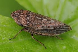 Attēlu rezultāti vaicājumam “Planaphrodes sp.”