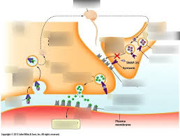 Attēlu rezultāti vaicājumam “Tetanops myopina”