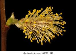 Attēlu rezultāti vaicājumam “Salix cinerea male flower”