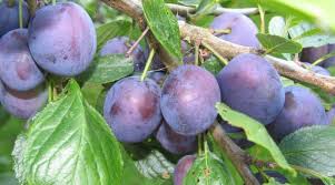 Attēlu rezultāti vaicājumam “Prunus domestica subsp. insitita fruit”