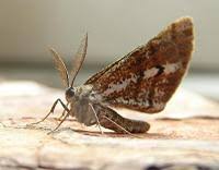 Attēlu rezultāti vaicājumam “Bupalus piniaria male”