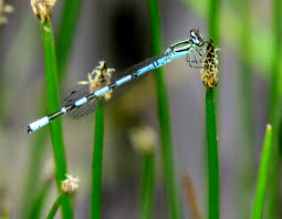 Attēlu rezultāti vaicājumam “Coenagrion hastulatum”