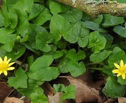 Attēlu rezultāti vaicājumam “Ficaria verna leaf”