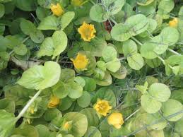 Attēlu rezultāti vaicājumam “Primulaceae”