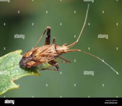 Attēlu rezultāti vaicājumam “Phytocoris varipes”