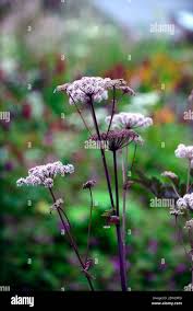 Attēlu rezultāti vaicājumam “Angelica sylvestris”