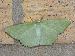 Attēlu rezultāti vaicājumam “Geometra papilionaria”