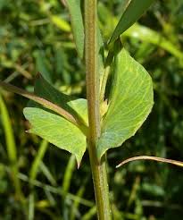 Attēlu rezultāti vaicājumam “Lathyrus palustris”