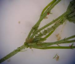 Attēlu rezultāti vaicājumam “Chara intermedia”