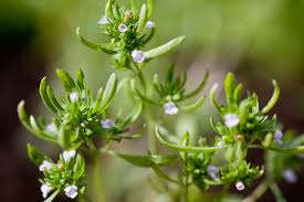 Attēlu rezultāti vaicājumam “Origanum majorana flower”
