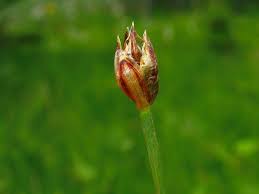 Attēlu rezultāti vaicājumam “Eleocharis quinqueflora”