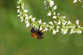 Attēlu rezultāti vaicājumam “Melilotus albus”