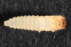 Attēlu rezultāti vaicājumam “Bolitophagus reticulatus larva”
