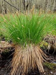 Attēlu rezultāti vaicājumam “Carex lepidocarpa fruit”