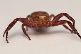 Attēlu rezultāti vaicājumam “Xysticus bifasciatus”