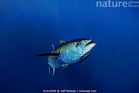 Image result for Thunnus albacares