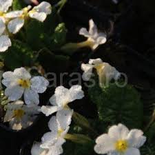 Attēlu rezultāti vaicājumam “Primula x margotae”