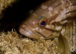 Image result for Epinephelus costae