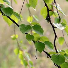 Attēlu rezultāti vaicājumam “Betula pubescens”