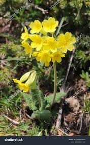 Attēlu rezultāti vaicājumam “Primula veris var. rubra”