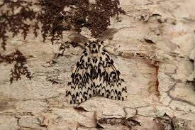 Attēlu rezultāti vaicājumam “Lymantria monacha pupa”