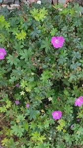 Attēlu rezultāti vaicājumam “Geranium bohemicum flower”