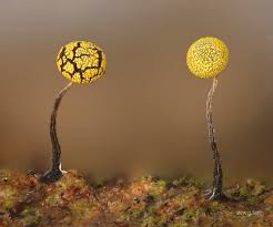 Attēlu rezultāti vaicājumam “Physarum murinum macro”