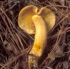 Attēlu rezultāti vaicājumam “Gymnopilus picreus”