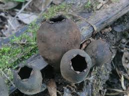 Attēlu rezultāti vaicājumam “Urnula craterium”